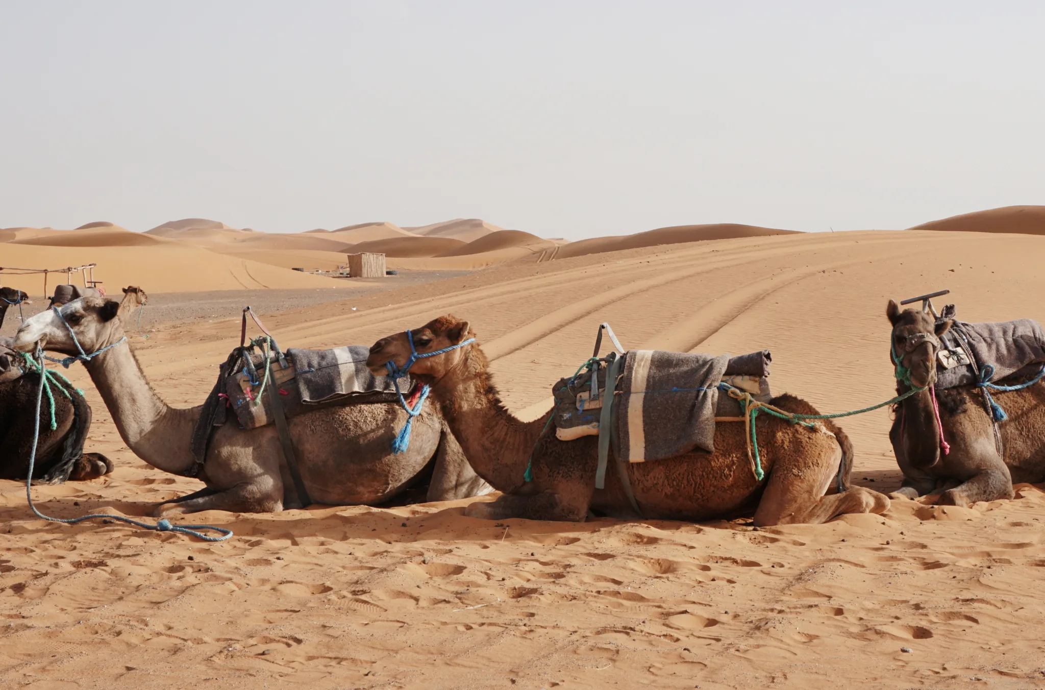 Camel rides at Erg Chebbi, Morocco